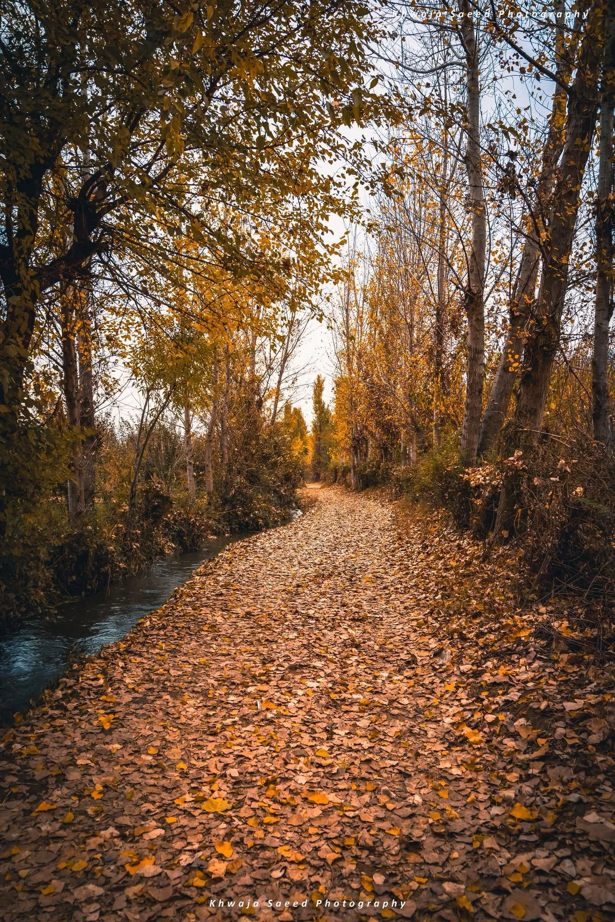 An autumn path in Swat carpeted with fallen leaves, a stream running beside it.